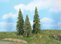  21800 - Wetterfichten, 18 - 22 cm (3 Stück)
